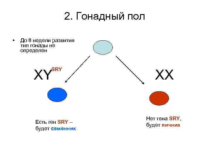 2. Гонадный пол • До 8 недели развития тип гонады не определен SRY ХY