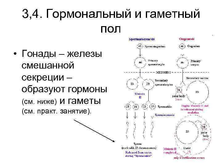 3, 4. Гормональный и гаметный пол • Гонады – железы смешанной секреции – образуют