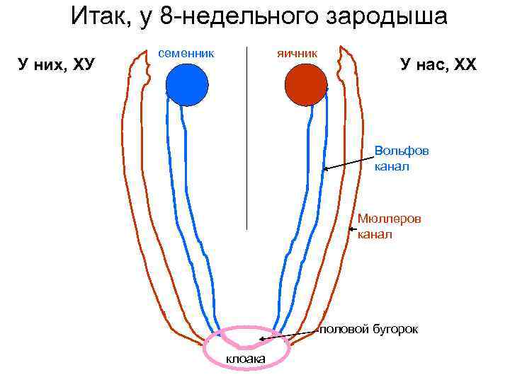 Итак, у 8 -недельного зародыша У них, ХУ семенник яичник У нас, ХХ Вольфов