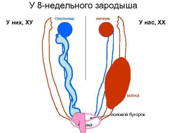 У 8 -недельного зародыша У них, ХУ семенник яичник У нас, ХХ матка половой