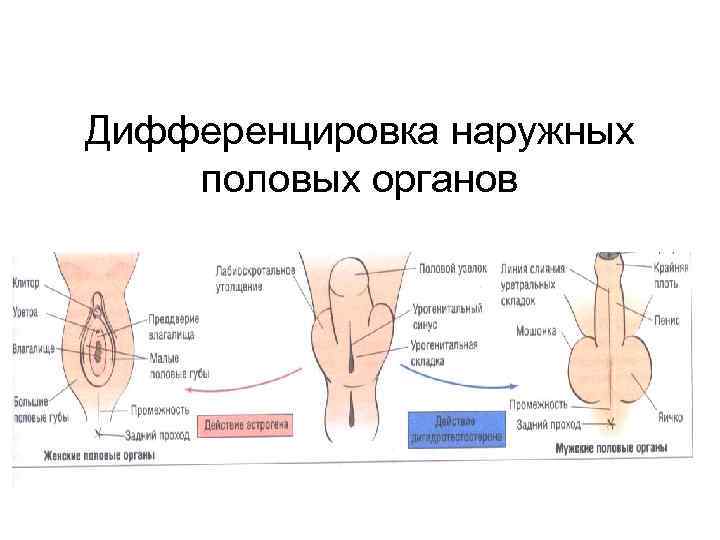 Дифференцировка наружных половых органов 