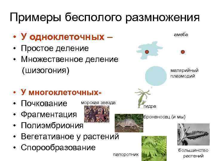 Множественное деление примеры