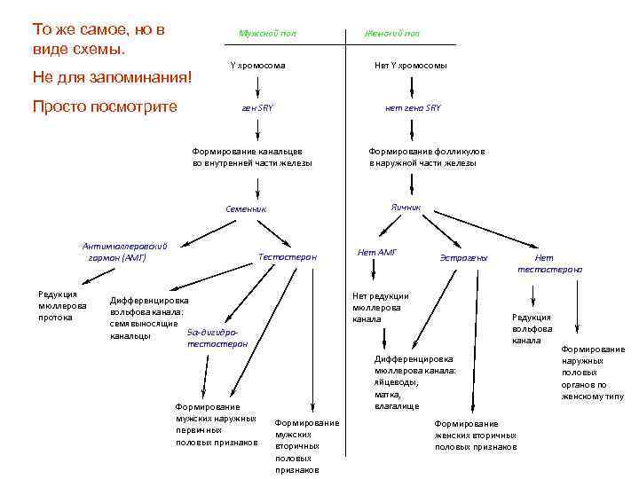 То же самое, но в виде схемы. Мужской пол Не для запоминания! Просто посмотрите