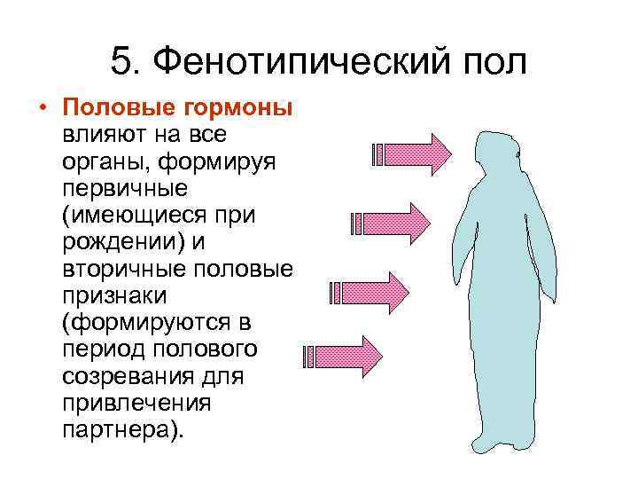 5. Фенотипический пол • Половые гормоны влияют на все органы, формируя первичные (имеющиеся при