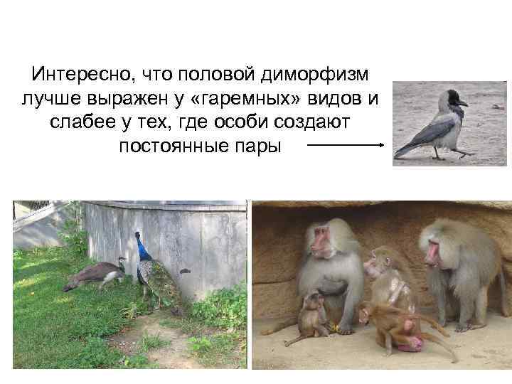 Интересно, что половой диморфизм лучше выражен у «гаремных» видов и слабее у тех, где