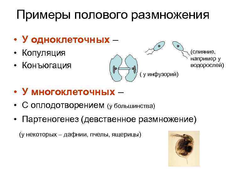 Конъюгация инфузорий схема