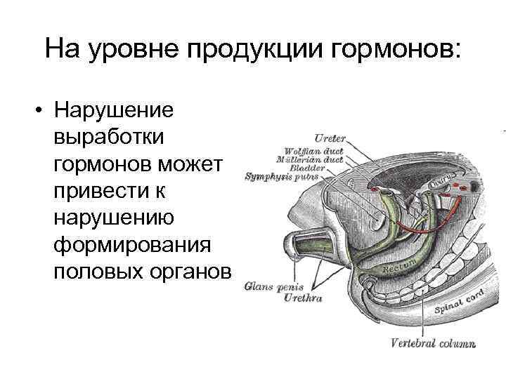 На уровне продукции гормонов: • Нарушение выработки гормонов может привести к нарушению формирования половых