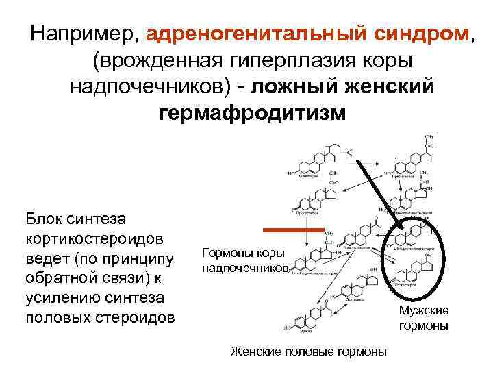 Гермафродитизм фото ложный женский