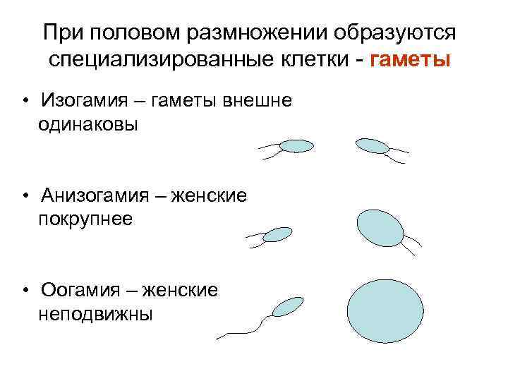 При половом размножении образуются специализированные клетки - гаметы • Изогамия – гаметы внешне одинаковы