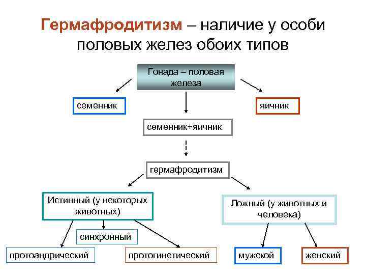 Гермафродитизм женский фото