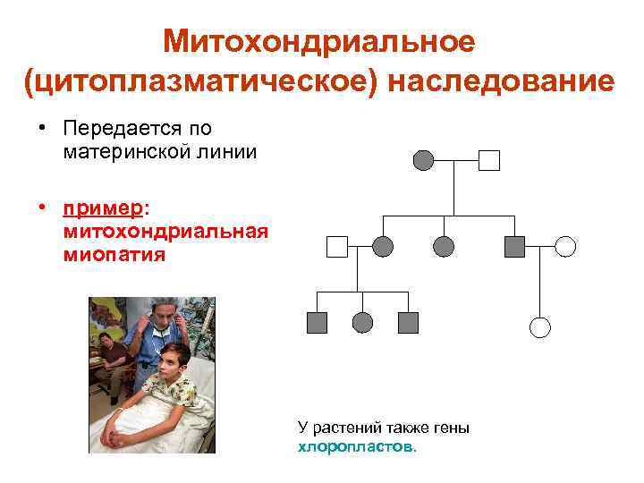 Митохондриальное (цитоплазматическое) наследование • Передается по материнской линии • пример: митохондриальная миопатия У растений