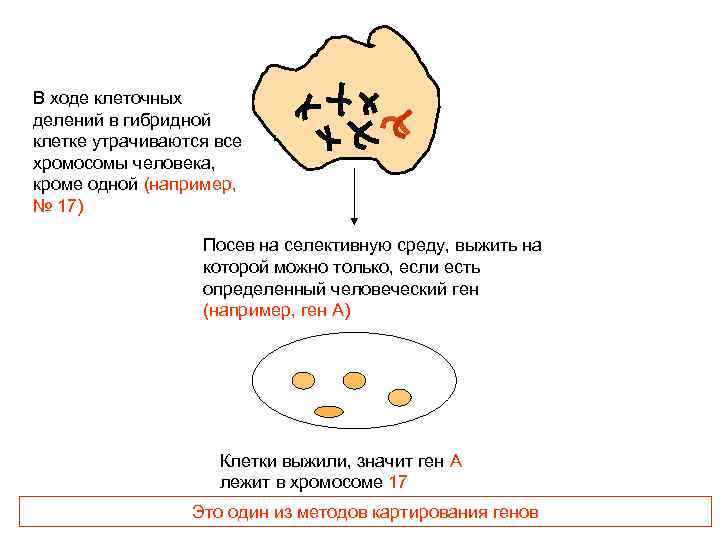 В ходе клеточных делений в гибридной клетке утрачиваются все хромосомы человека, кроме одной (например,