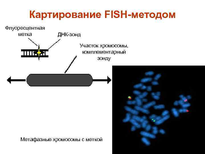 Картирование FISH-методом Флуоресцентная метка ДНК-зонд Участок хромосомы, комплементарный зонду Метафазные хромосомы с меткой 