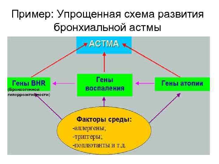 Пример: Упрощенная схема развития бронхиальной астмы (Бронхогенной гиперреактивности) 