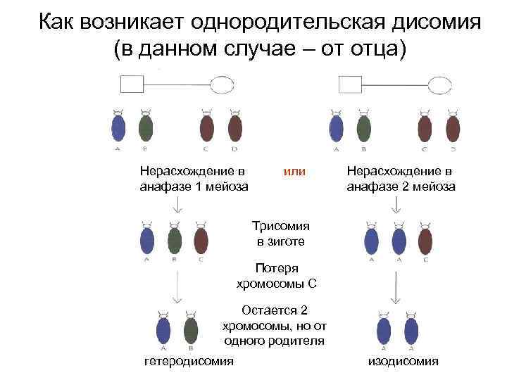 Как возникает однородительская дисомия (в данном случае – от отца) Нерасхождение в анафазе 1
