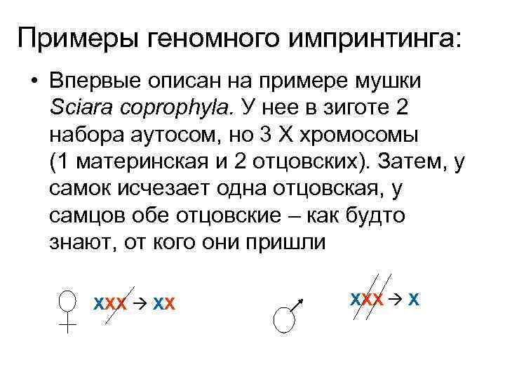 Примеры геномного импринтинга: • Впервые описан на примере мушки Sciara coprophyla. У нее в