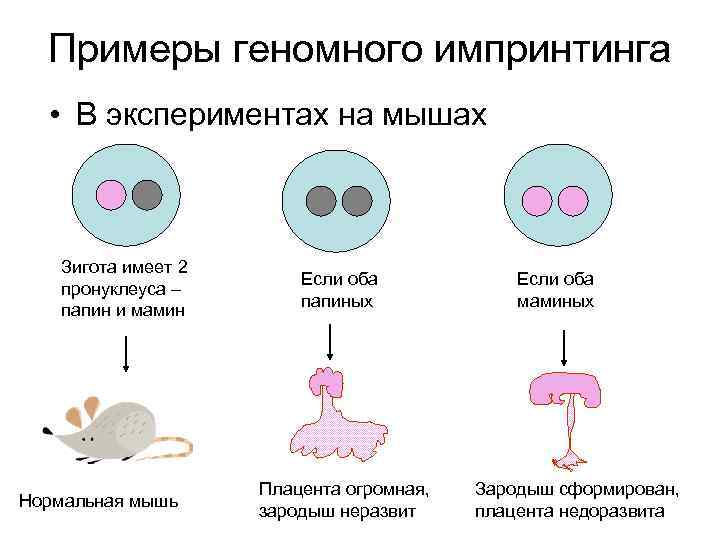 Примеры геномного импринтинга • В экспериментах на мышах Зигота имеет 2 пронуклеуса – папин