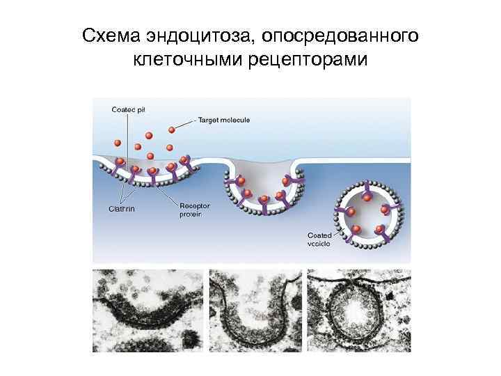 Схема эндоцитоза, опосредованного клеточными рецепторами 