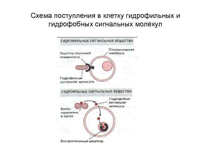 Схема поступления в клетку гидрофильных и гидрофобных сигнальных молекул 