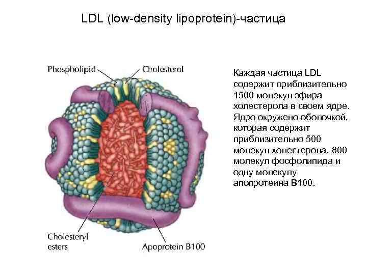 LDL (low-density lipoprotein)-частица Каждая частица LDL содержит приблизительно 1500 молекул эфира холестерола в своем