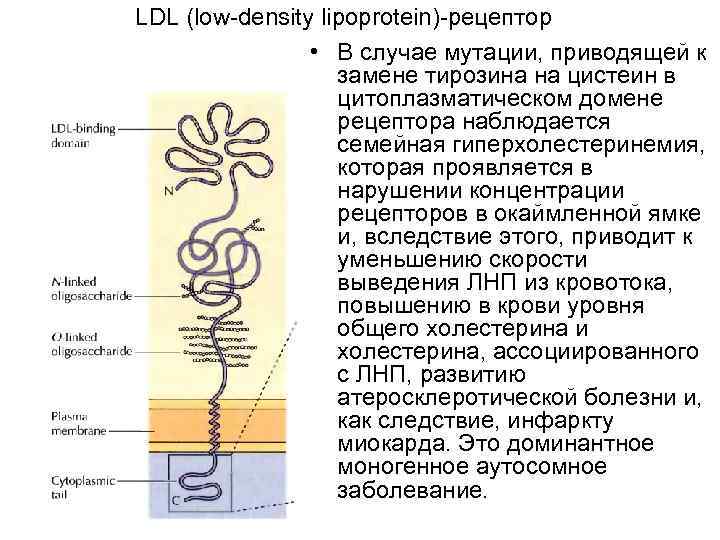 LDL (low-density lipoprotein)-рецептор • В случае мутации, приводящей к замене тирозина на цистеин в