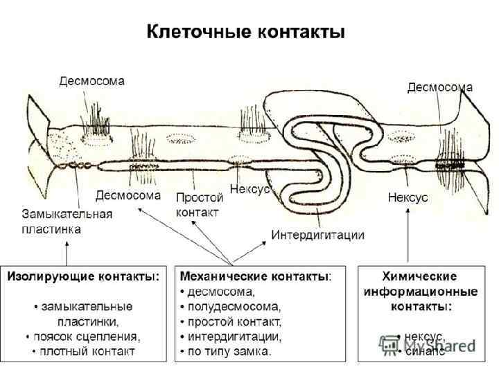 Схемы строения межклеточных контактов разных типов. Строение опоясывающей десмосомы. Строение десмосомы гистология. Типы межклеточных контактов таблица. Типы межклеточных соединений.