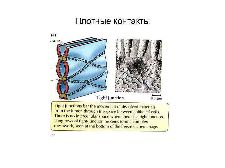 Плотные контакты 