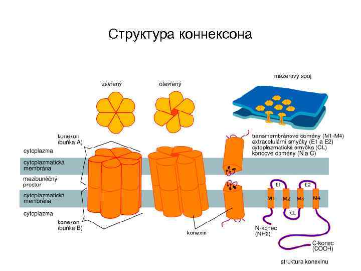 Структура коннексона 