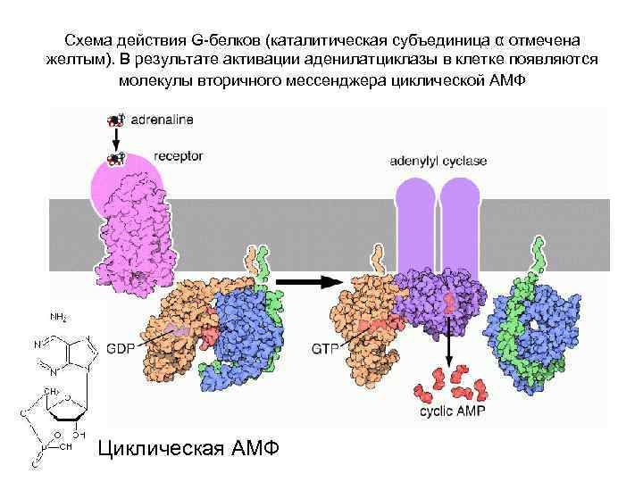 Схема действия G-белков (каталитическая субъединица α отмечена желтым). В результате активации аденилатциклазы в клетке