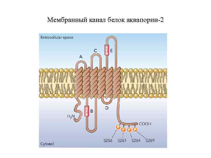 Каналы мембраны. Белковый канал в мембране. Белок аквапорин. Аквапорин 2. Белки каналы в мембране.
