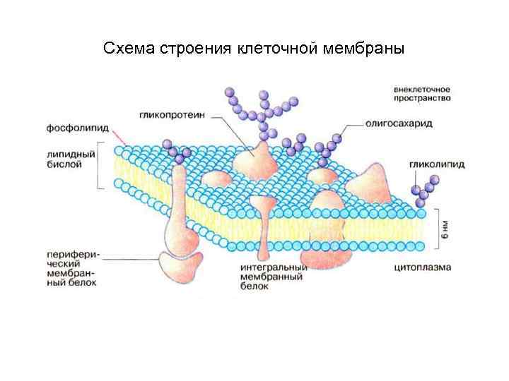 Схема строения клеточной мембраны 