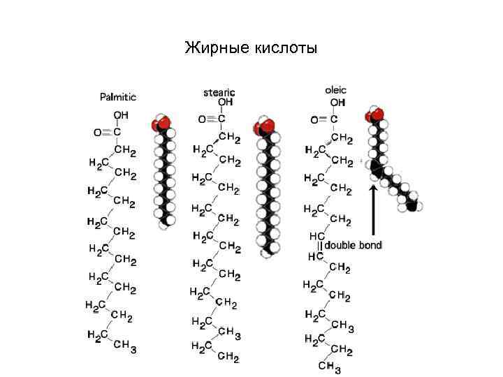 Жирные кислоты 