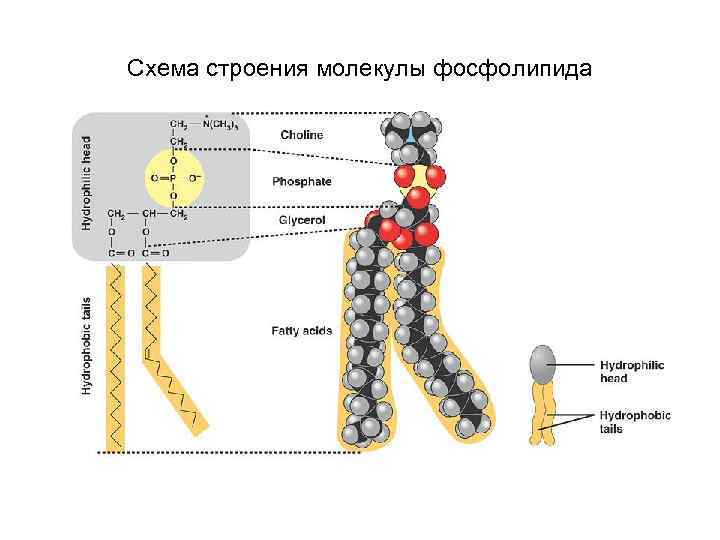 Схема строения молекулы фосфолипида 