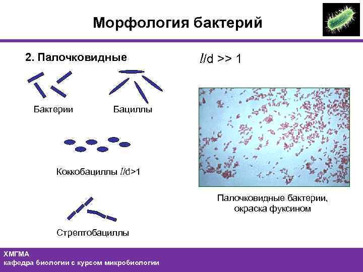 Рисунок морфология бактерий