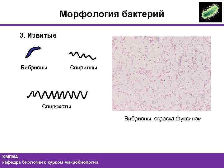 Спирохеты бактерии фото