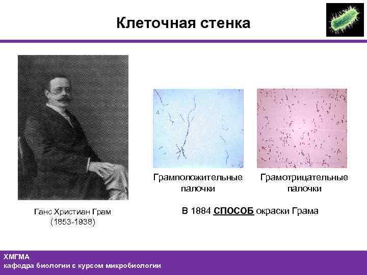 Клеточная стенка Грамположительные палочки Ганс Христиан Грам (1853 -1938) ХМГМА кафедра биологии с курсом