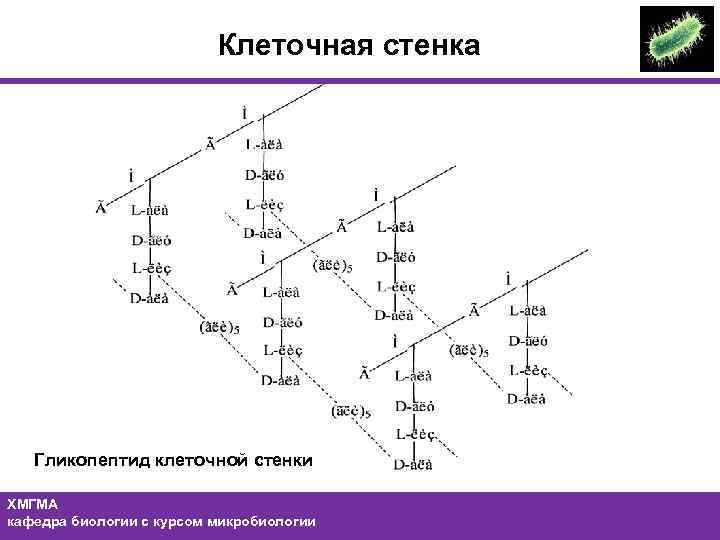 Клеточная стенка Гликопептид клеточной стенки ХМГМА кафедра биологии с курсом микробиологии 16 