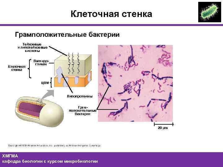 Клеточная стенка Грамположительные бактерии Тейхоевые и липотейхоевые кислоты Клеточная стенка Пептидогликан ЦПМ Липопротеины Грамположительные