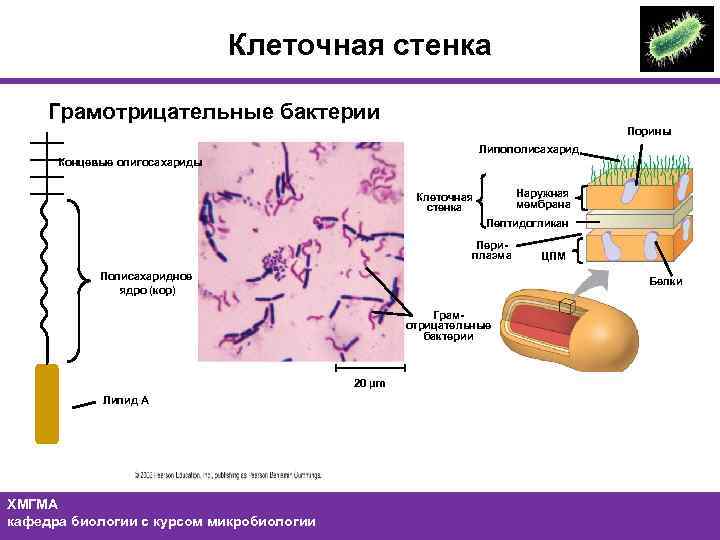 Клеточная стенка Грамотрицательные бактерии Порины Липополисахарид Концевые олигосахариды Наружная мембрана Клеточная стенка Пептидогликан Периплазма