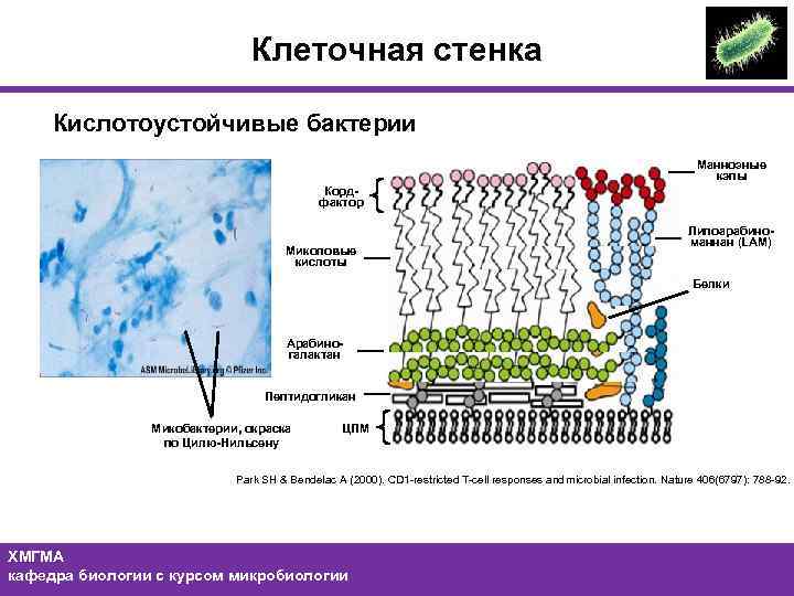 Клеточная стенка Кислотоустойчивые бактерии Маннозные кэпы Кордфактор Миколовые кислоты Липоарабиноманнан (LAM) Белки Арабиногалактан Пептидогликан