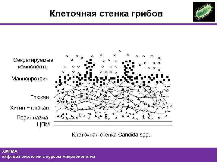 Клеточная стенка грибов Секретируемые компоненты Маннопротеин Глюкан Хитин + глюкан Периплазма ЦПМ Клеточная стенка