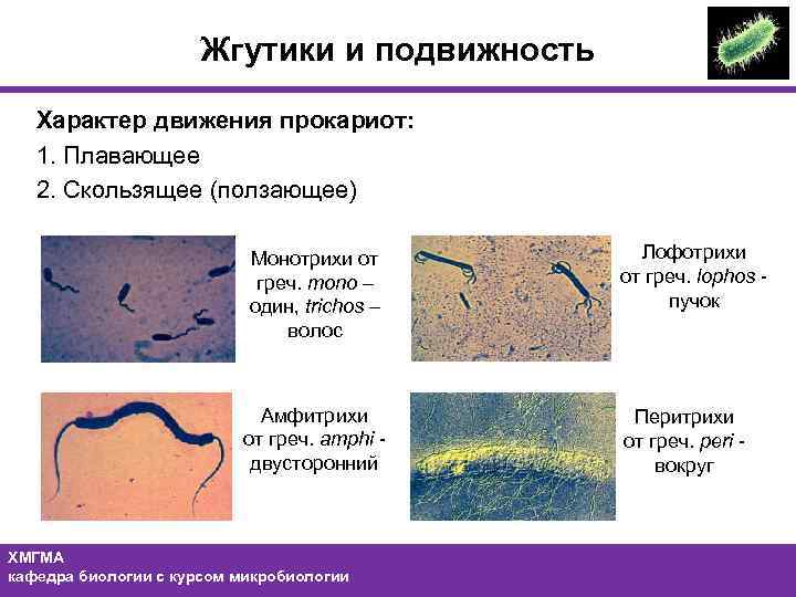 Жгутики и подвижность Характер движения прокариот: 1. Плавающее 2. Скользящее (ползающее) Монотрихи от греч.