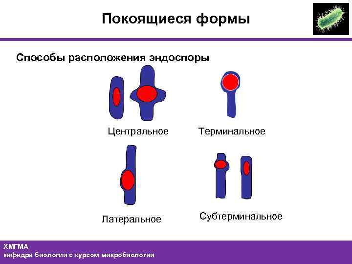 Форма спор бактерий. Расположение спор у бактерий. Расположение эндоспор у бактерий. Терминальное расположение спор у бактерий. Форма и расположение спор у бактерий.