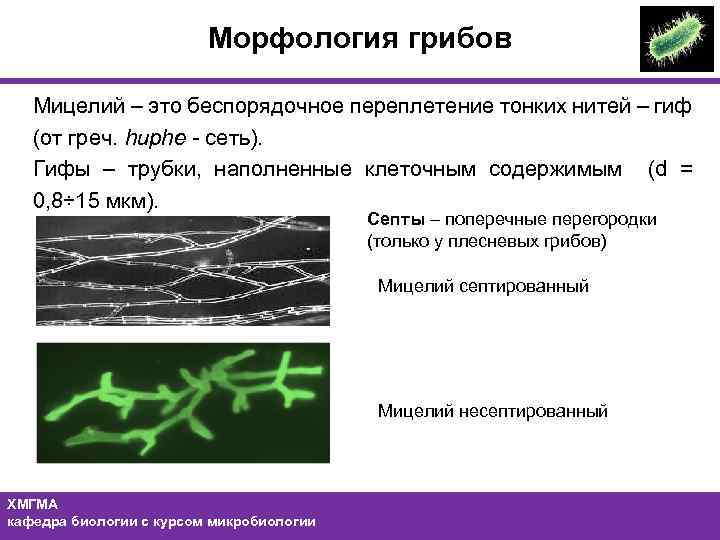 Морфология грибов Мицелий – это беспорядочное переплетение тонких нитей – гиф (от греч. huphe