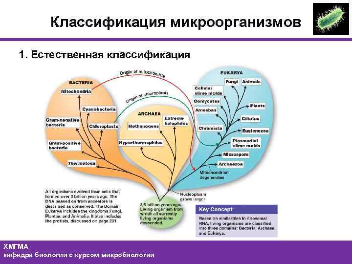 Естественная классификация