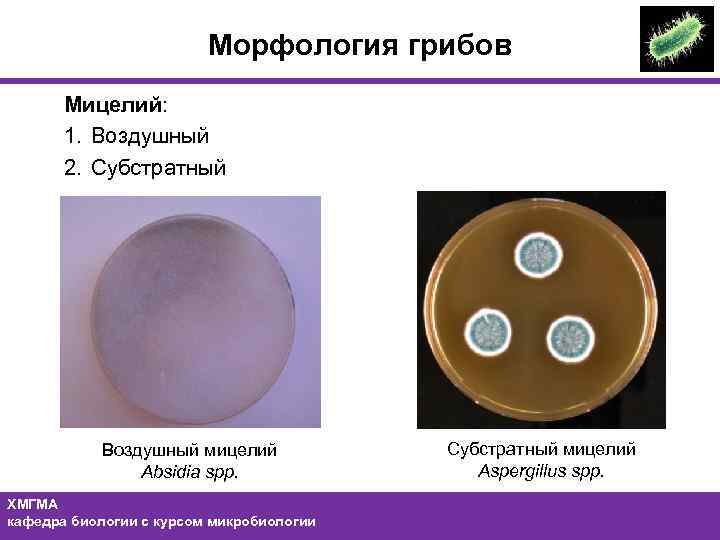 Морфология грибов Мицелий: 1. Воздушный 2. Субстратный Воздушный мицелий Absidia spp. ХМГМА кафедра биологии