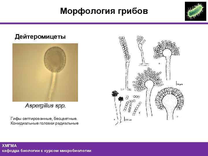 Морфология грибов Дейтеромицеты Aspergillus spp. Гифы септированные, бесцветные. Конидиальные головки радиальные ХМГМА кафедра биологии