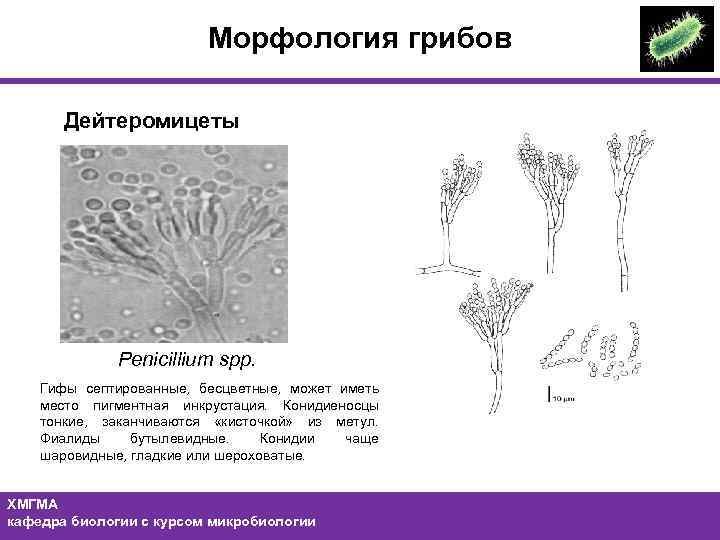 Морфология грибов Дейтеромицеты Penicillium spp. Гифы септированные, бесцветные, может иметь место пигментная инкрустация. Конидиеносцы