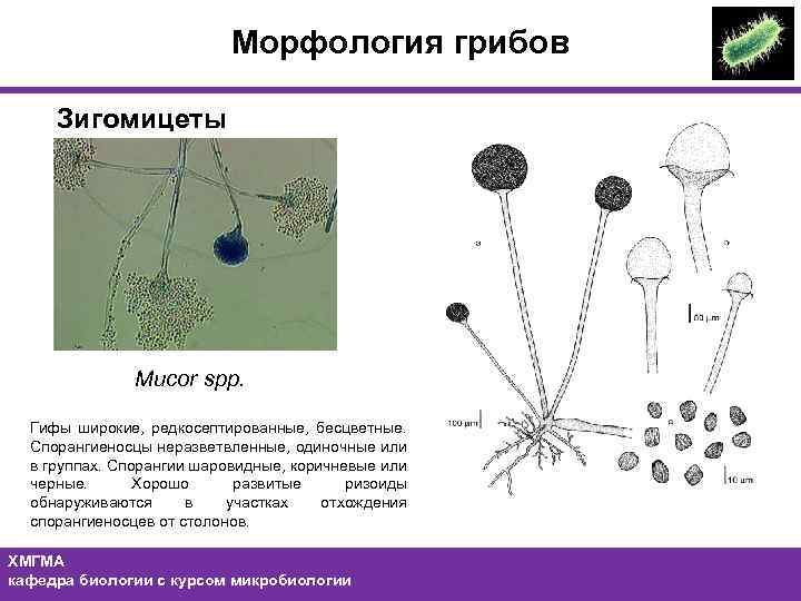 Морфология грибов Зигомицеты Mucor spp. Гифы широкие, редкосептированные, бесцветные. Спорангиеносцы неразветвленные, одиночные или в
