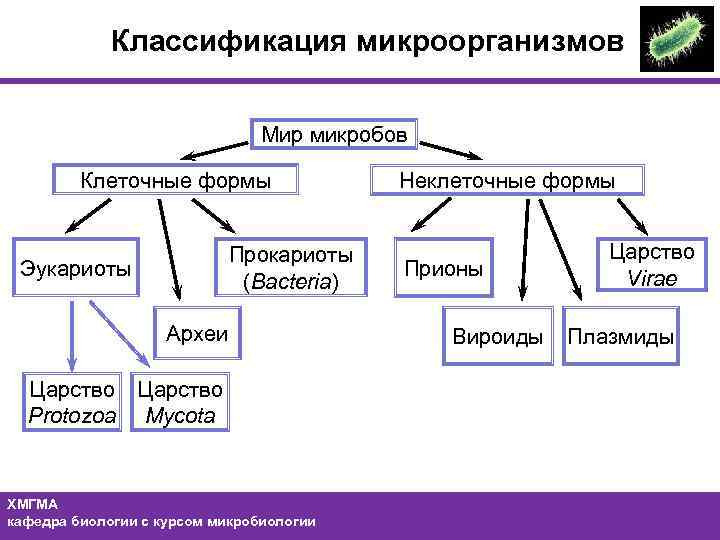 Классификация видов и форм иммунитета микробиология схема